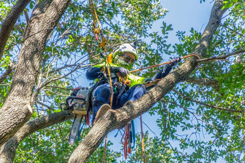 Preparing Trees and Landscapes for a Healthy Spring Season